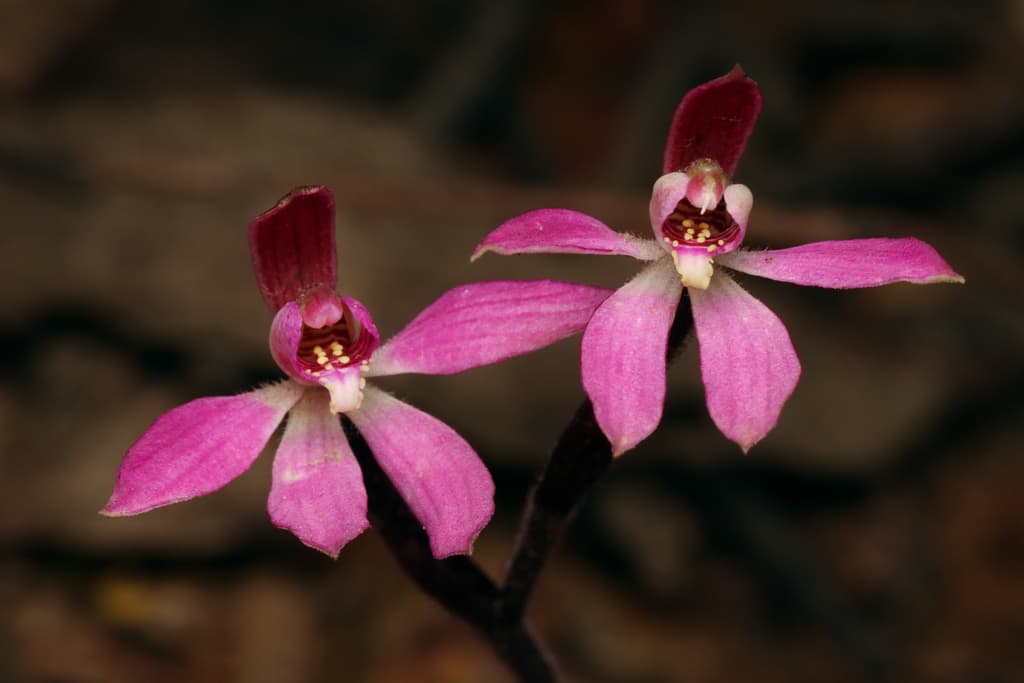 Pink Lady Fingers | Photograper Connor Margetts CC-BY