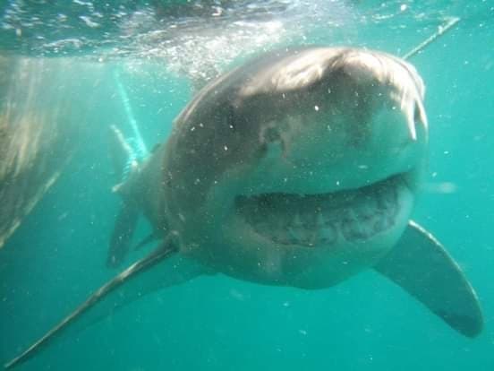 Great White Shark | Photographer Michel Frisch CCBY iNaturalist