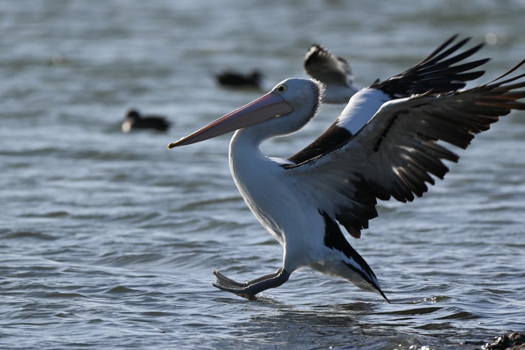 Pelican | Photographer Jraus CC BY SA iNaturalist