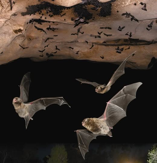 Southern Bent-wing Bat Photographer Steve Bourne