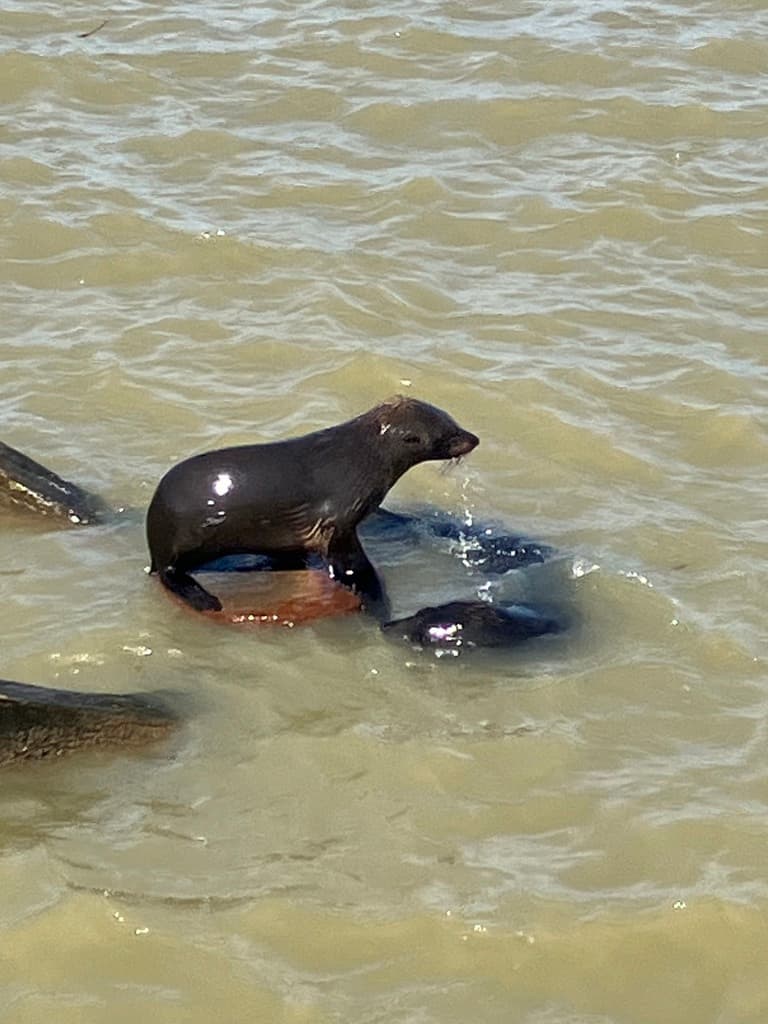 Long-nosed Fur Seal | Photographer Steve Bukoba CC-BY iNaturalist